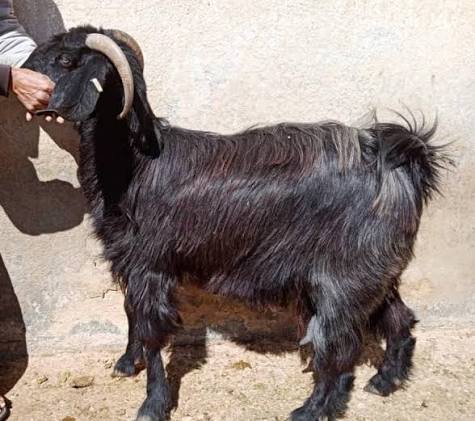 ماعز